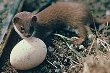 Weasels cunningly suck the contents of eggs, leaving them looking untouched.
